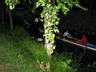 elfst0061.JPG